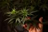 Prohibition Couldn’t Kill Craft Cannabis. Legalization Nearly Did.