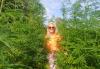 Industry revival could see hemp used to build new homes
