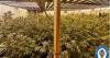 More than 100 cannabis plants seized in police raid