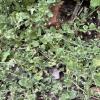 A tiny weed sparks a big lesson in the garden