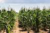 South Africa enjoying record corn crop
