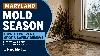 Maryland Mold Season: How To Prevent, Spot And Safely Remove Household Mold
