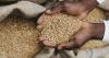 Public Policy Advisory: Repositioning Agriculture as the Foundation of Zimbabwe’s Industrial Recovery and Economic Transformation