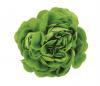 Cheshire Medical Center Investigating Cyclospora Cases Potentially Tied to Recalled Lettuce