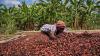 Ghana COCOBOD bans cocoa purchases on credit, threatens LBC licence revocation