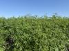 Indiana hemp shows strong growth potential despite challenging 2026 growing season