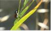 Japanese beetle advances through northern Italy’s vineyards, orchards