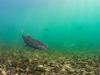 B.C. researchers discover deadly bacterial disease in wild chinook