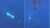 Orcas filmed smashing dead sunfish to smithereens
