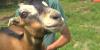 37th annual Maine Open Farm Day set for Sunday