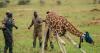 Giraffes given new home in Uganda to escape oil drilling in country’s largest park