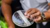New World Screwworm: Five facts about a growing animal health threat
