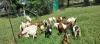 Urgent NSPCA investigations reveal shocking bestiality cases in South Africa