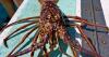 Florida spiny lobster mini season 2026: Complete guide to dates, limits, rules