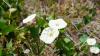 Welsh gardeners urged to do 2 simple tasks in summer to stop weeds growing back