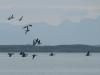Lawsuits seek to overturn permit for road construction through Alaska wildlife refuge