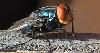 Researchers aim to identify New World screwworm vulnerabilities