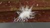 Alien Australian insect threatens largest U.S. sugarcane crop in Louisiana