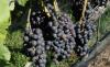 Modernizing New York's Second Largest Winery