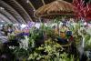 Hilo Orchid Show is in bloom, with local growers showing art, science behind the dynamic flower