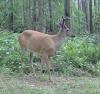 Hunters, Is This New York State Buck A Shooter?