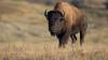 Massive animal takes out a vehicle at national park in wild viral clip
