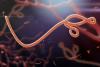 Armenia assesses Ebola spread risk as low