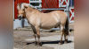 Milwaukee County Zoo says goodbye to Nelson, longtime family farm horse