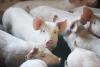 Up to 33,000 healthy piglets to be slaughtered under government support scheme