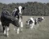 Ecosocialism Which Doesn’t Address Animal Agriculture Isn’t Serious