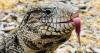 Invasive Argentine tegus are spreading across South Florida