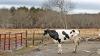 New Iowa State guide helps dairy farmers boost silage