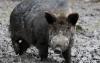 Rampaging wild boars spell danger for farmers