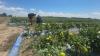 After the Storms: Farmers Lose Crops as Compensation Covers Only Part of the Damage