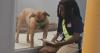 Florida boy’s quiet act of kindness brings needed help to shelter dogs