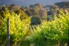 Wine Australia and Vinehealth Australia to collaborate for “stronger vineyard data” in SA