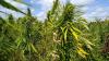 Indiana farmers could benefit from expansion of industrial hemp products