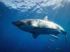 Large shark sighted off Nazaré during marine observation tour in Portugal