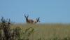 SDSU Extension provides education, training for range management