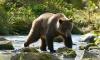 Portugal’s ancient brown bears were nearly twice the size of today’s, study finds