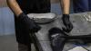 Autopsy on dead dolphin conducted in Odesa to examine possible impact of war