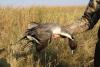 Minnesota DNR Wants Your Thoughts On A Simpler Duck Hunting Limit