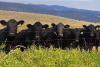 Concerns for Shuswap farmers rise as water levels drop
