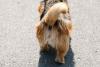 Swiss town to fine those who don’t wash up dog pee