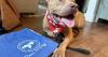 This Baton Rouge shelter lets you date a dog, so Cognac and I watched ‘90s cartoons
