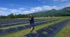 Alaska peony growers face losses after weird winter weather takes toll on plants