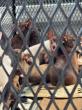 More than 15 neglected Chihuahuas arrive at Mississippi animal shelter