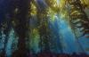 Greenwave Aotearoa launches seaweed farm utilizing Norwegian modular cultivation tech