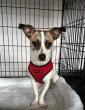 Energetic youngster, wise super seniors up for adoption