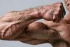 Novel Compound May Restore Aging Muscles